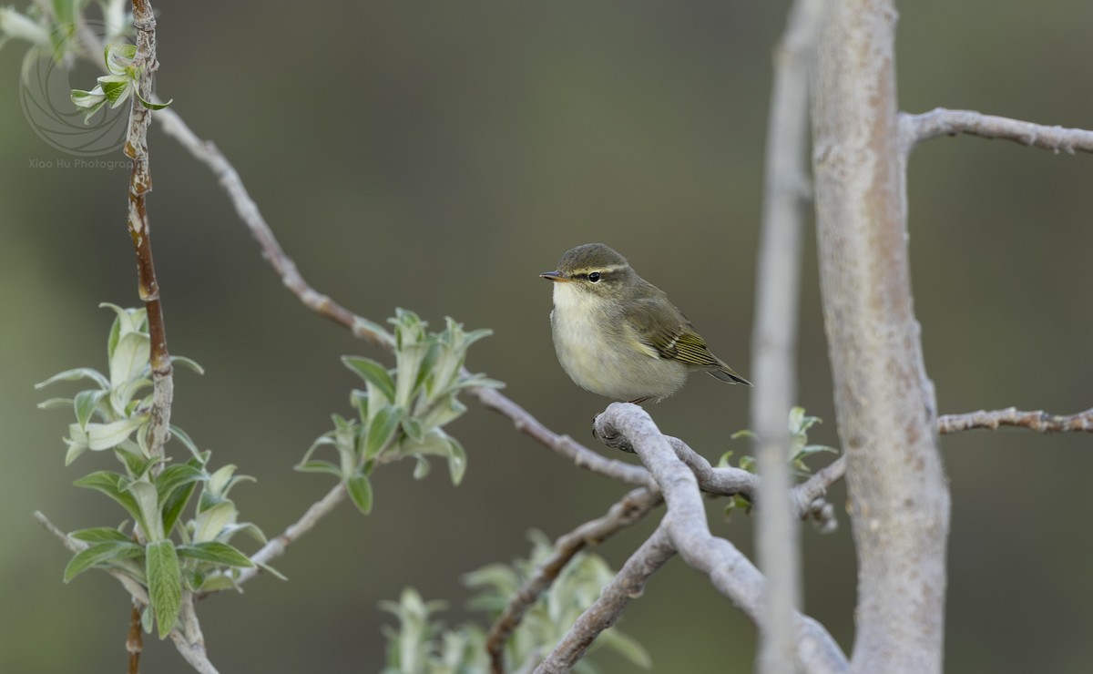 Arctic Warbler - ML642625976
