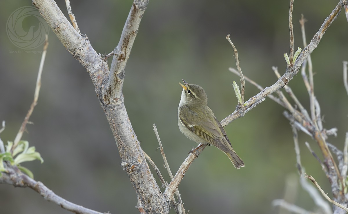 Arctic Warbler - ML642625977