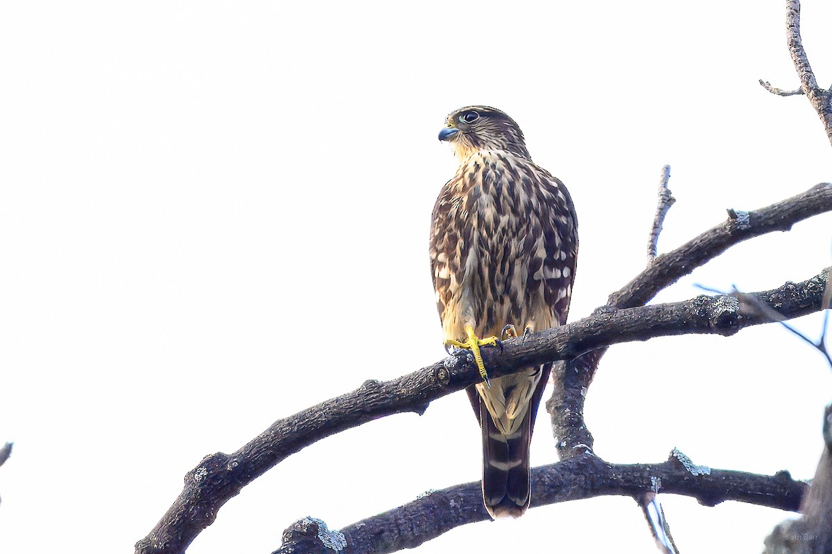 Merlin - ML642625998