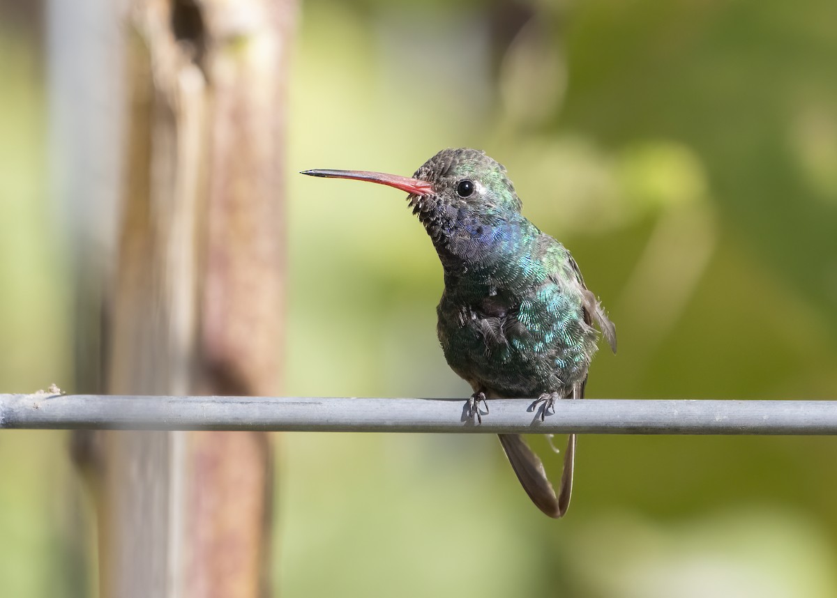 Broad-billed Hummingbird - ML642626013