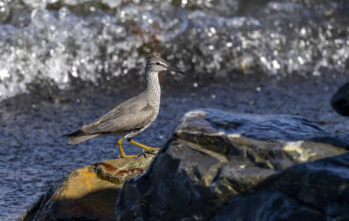 Wandering Tattler - ML642626039