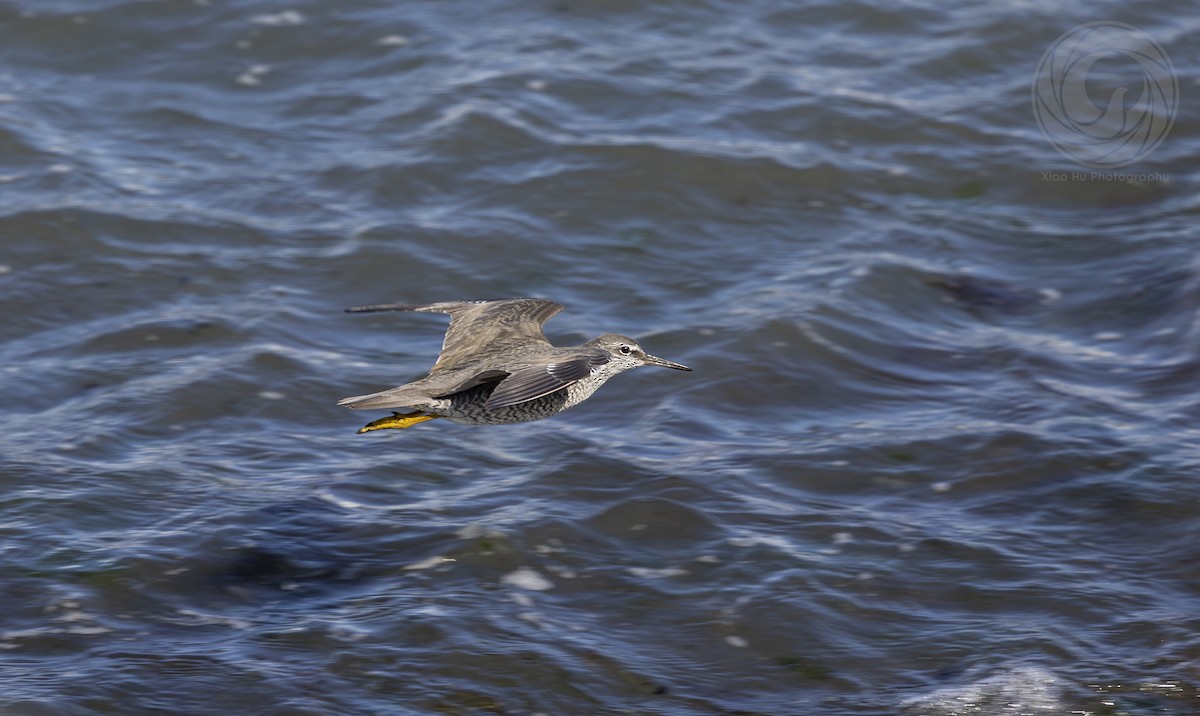 Wandering Tattler - ML642626040