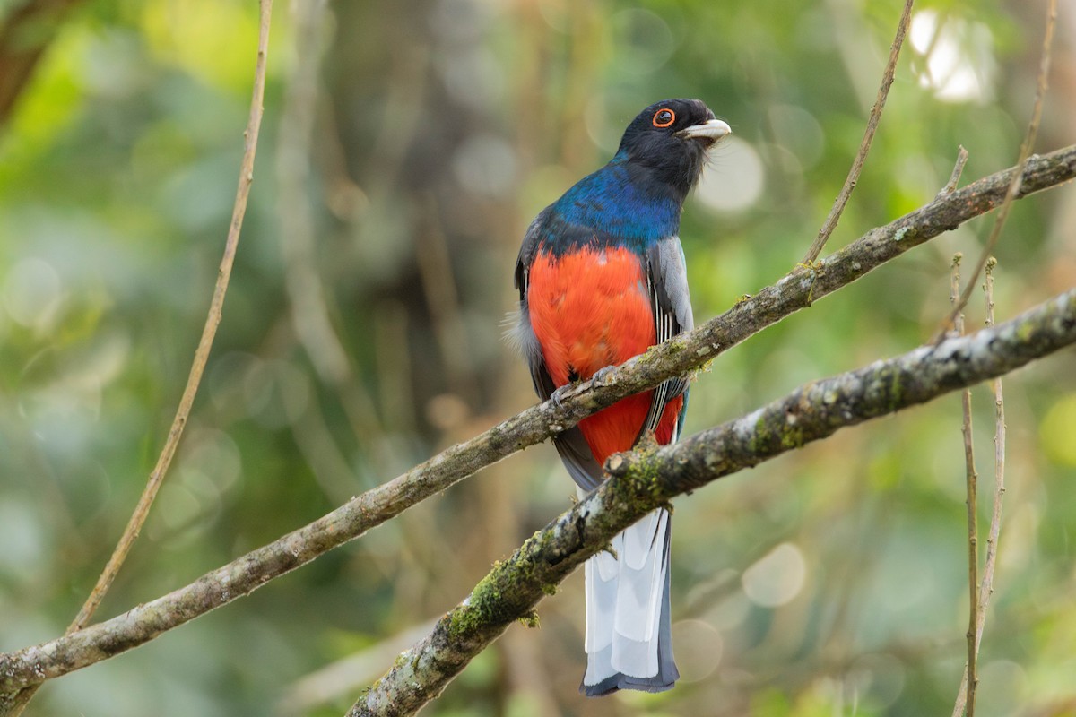 Surucua Trogon - ML642626041