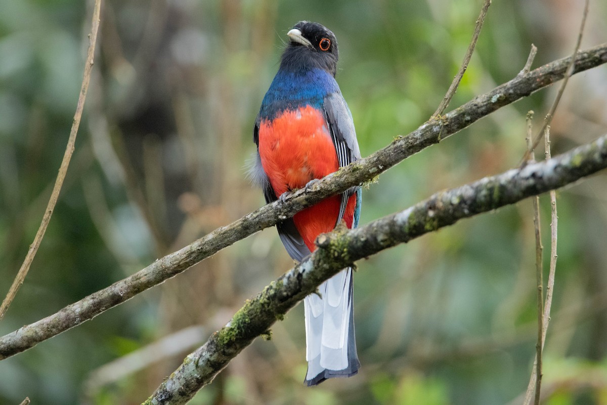 Surucua Trogon - ML642626042