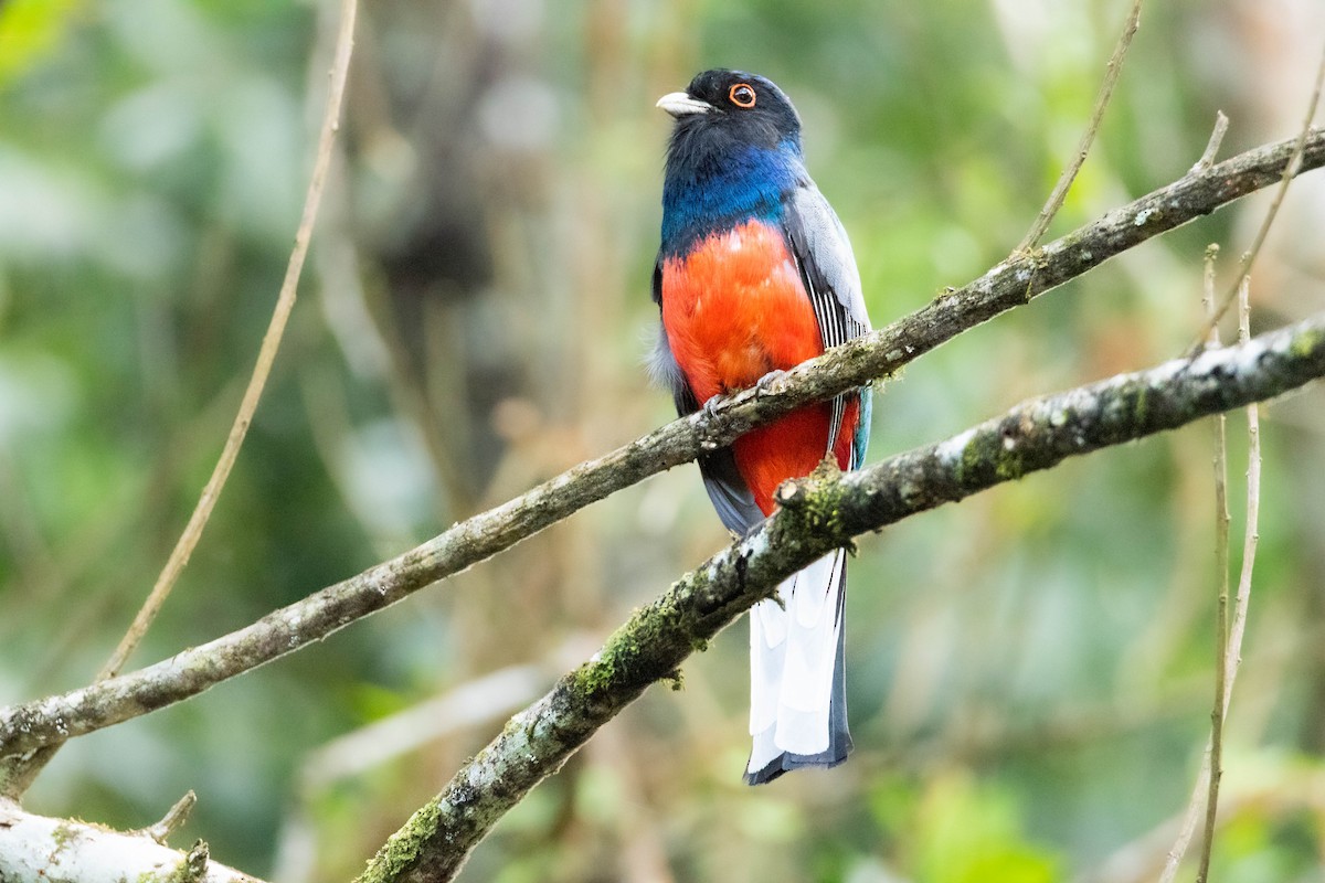 Surucua Trogon - ML642626043