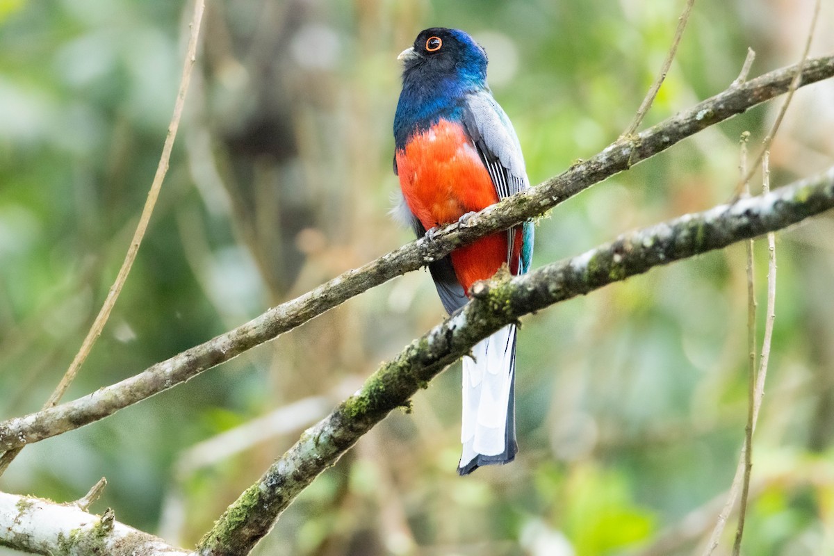 Surucua Trogon - ML642626044