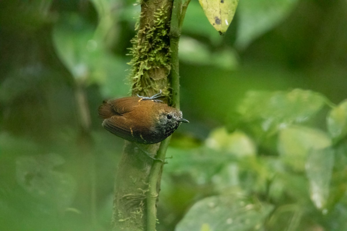 Star-throated Antwren - ML642626049