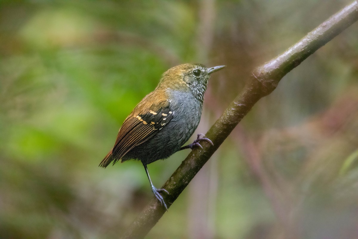 Star-throated Antwren - ML642626050