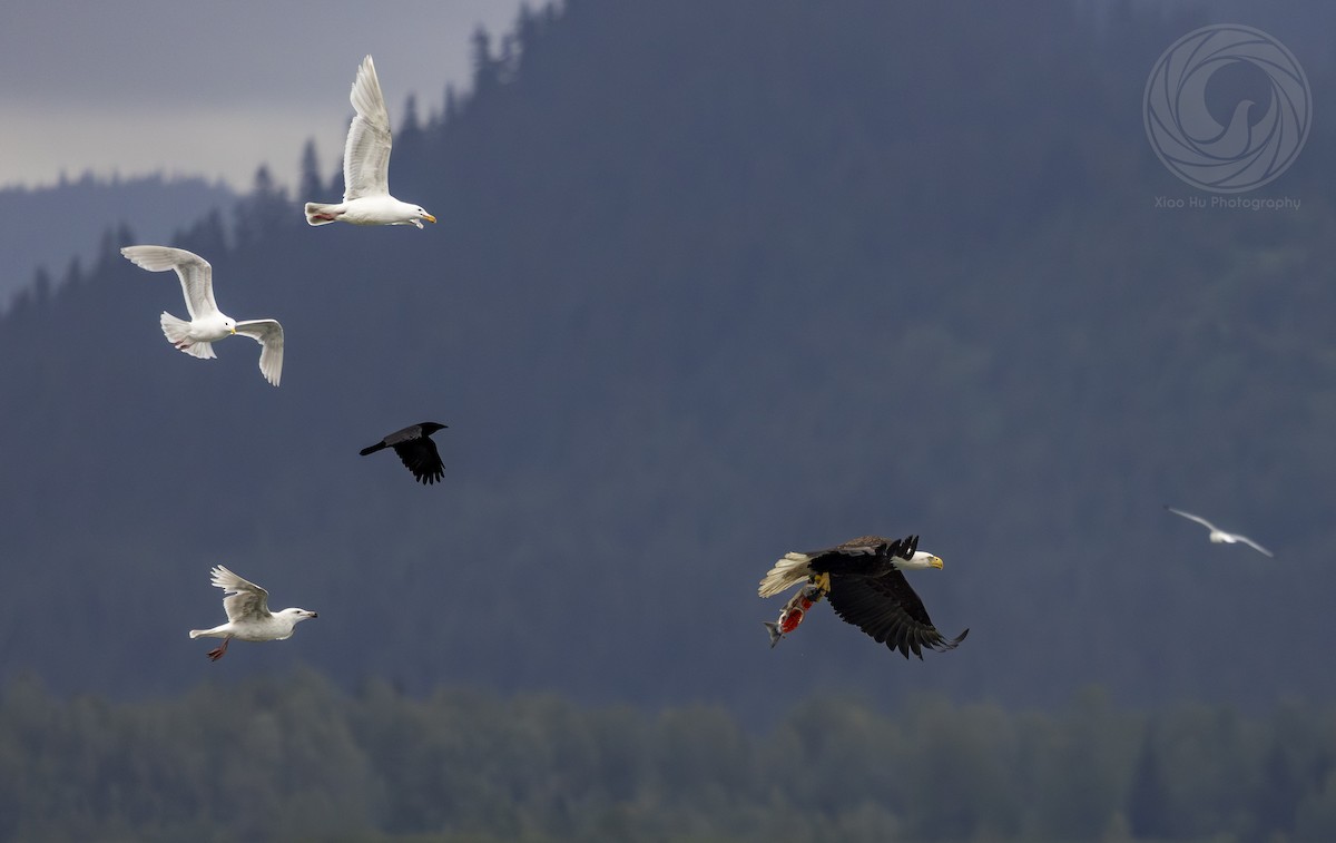 Bald Eagle - ML642626059