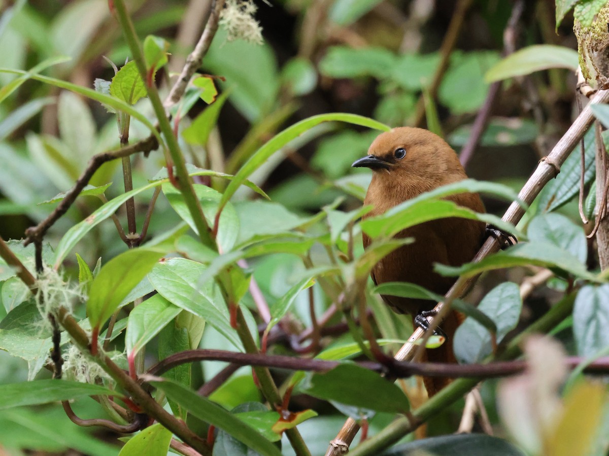 Rufous Wren - ML642626060