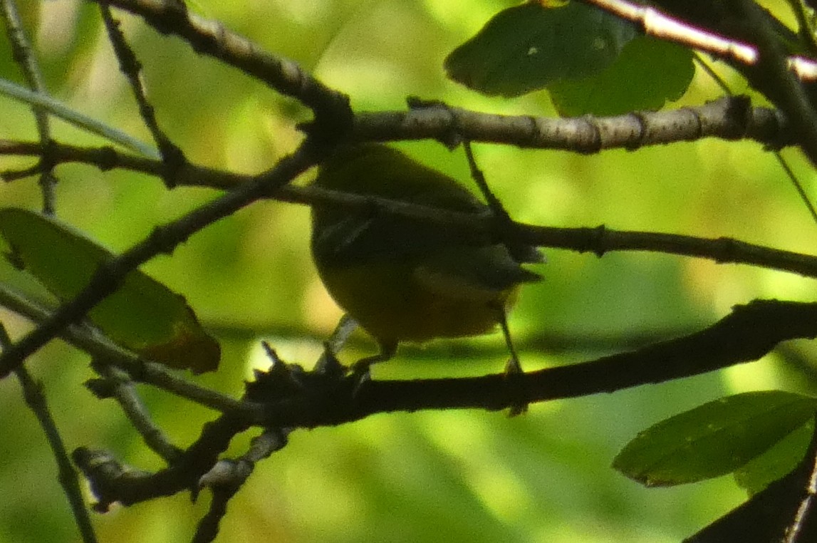 blåvingeparula - ML642626083
