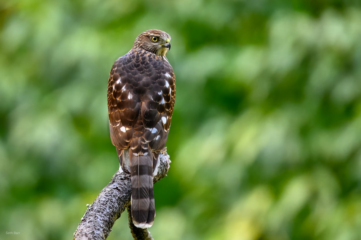 Cooper's Hawk - ML642626092