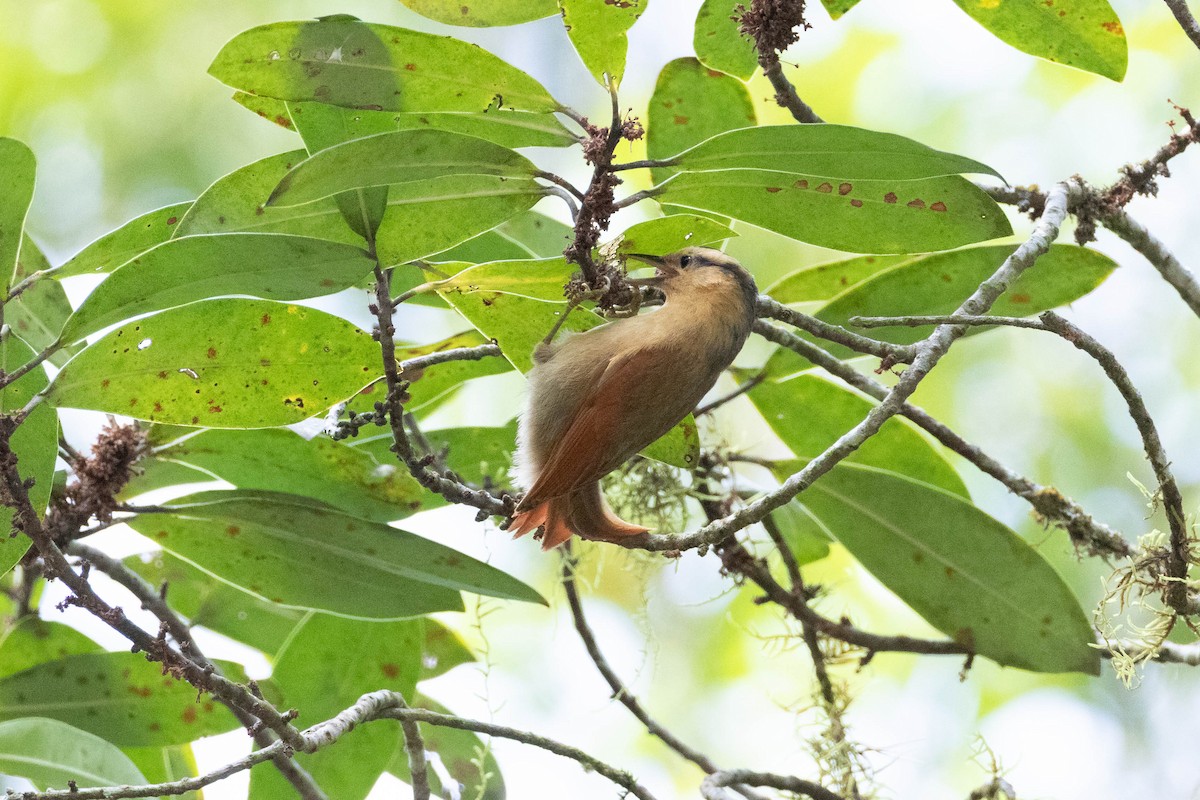 Buff-fronted Foliage-gleaner - ML642626098