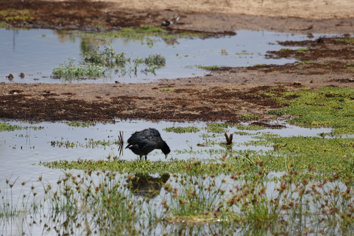 Hawaiian Coot - ML642626116