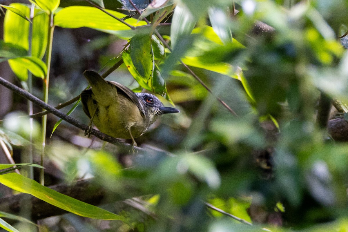 Spot-breasted Antvireo - ML642626117