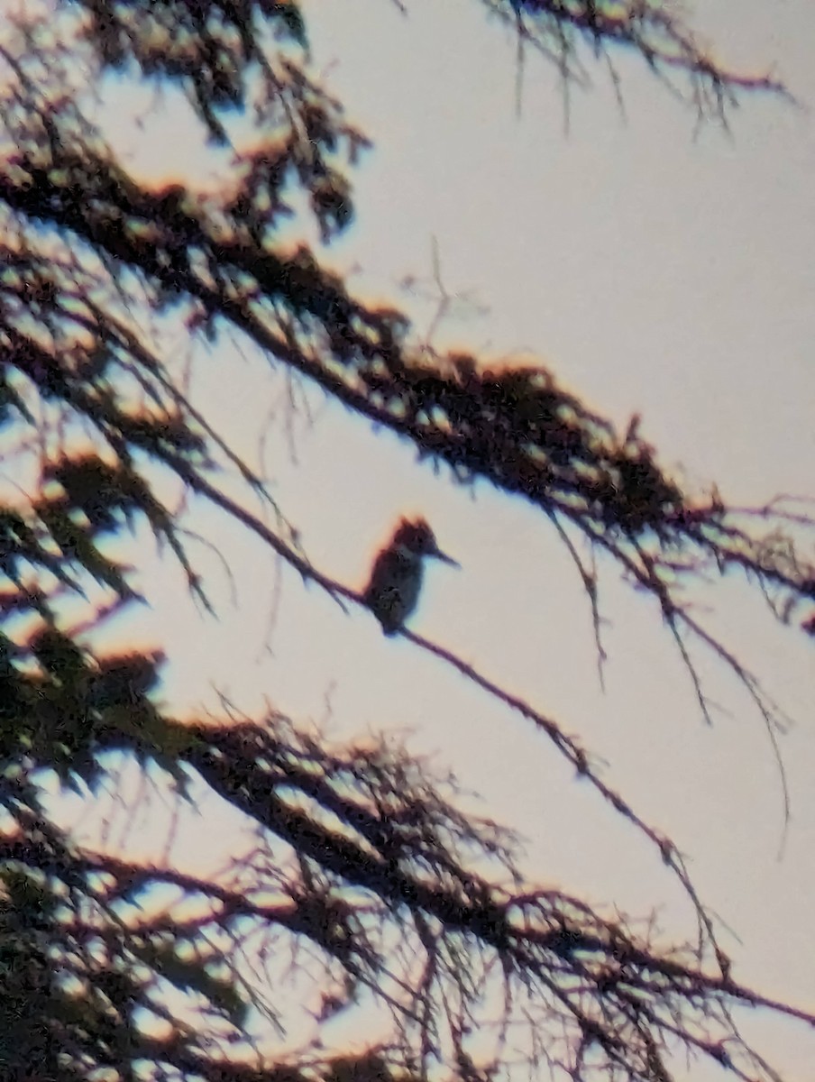 Belted Kingfisher - ML642626118