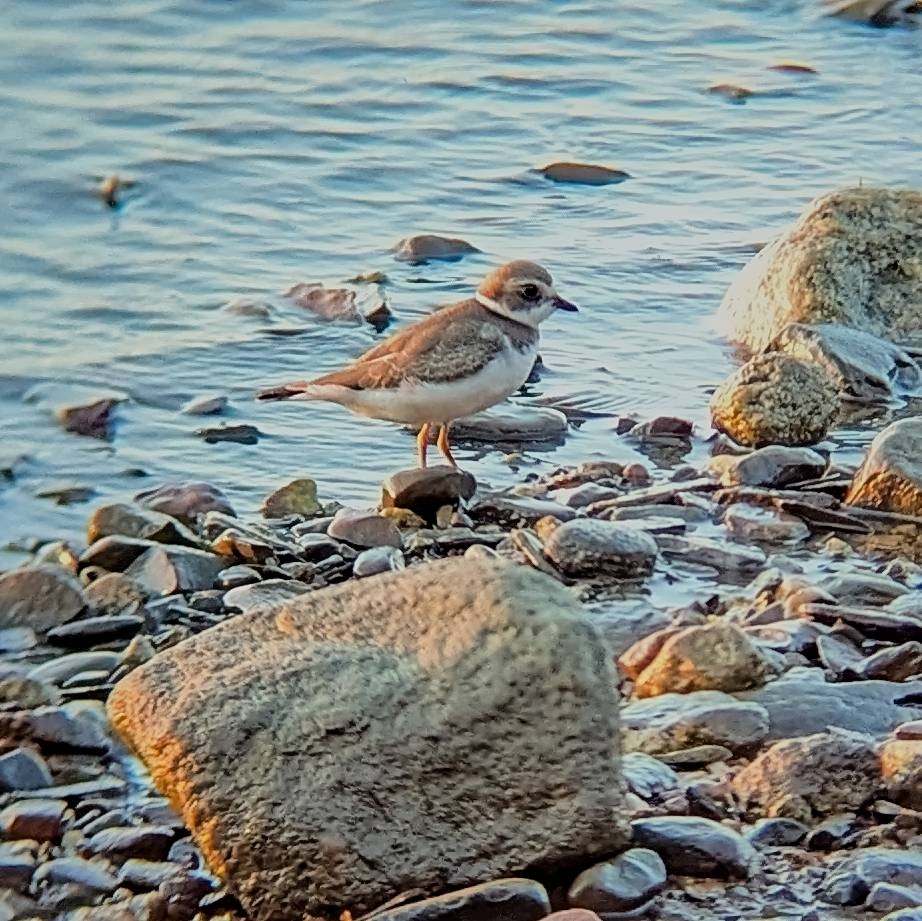Semipalmated Plover - ML642626129