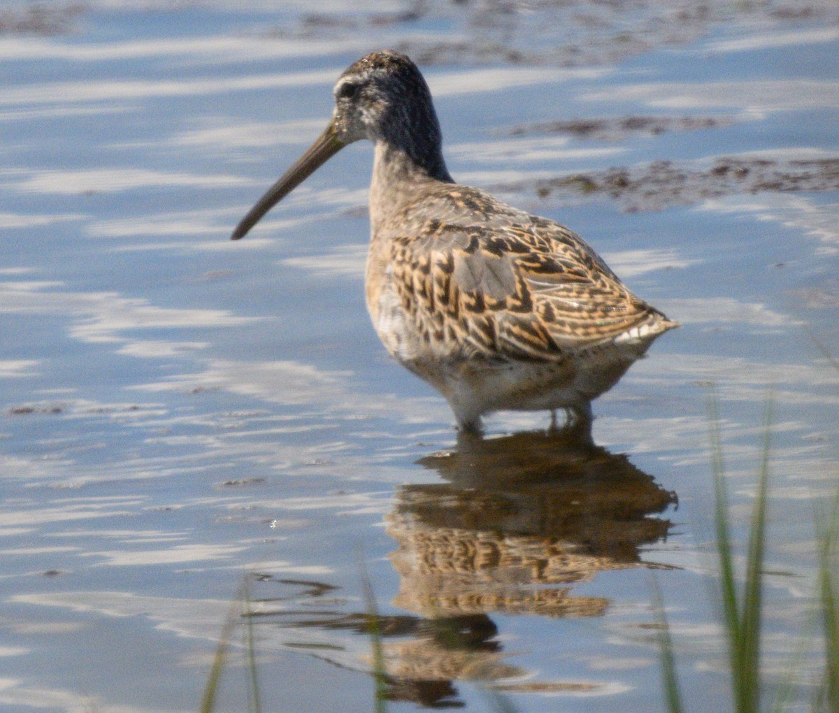 Short-billed Dowitcher - ML642626144