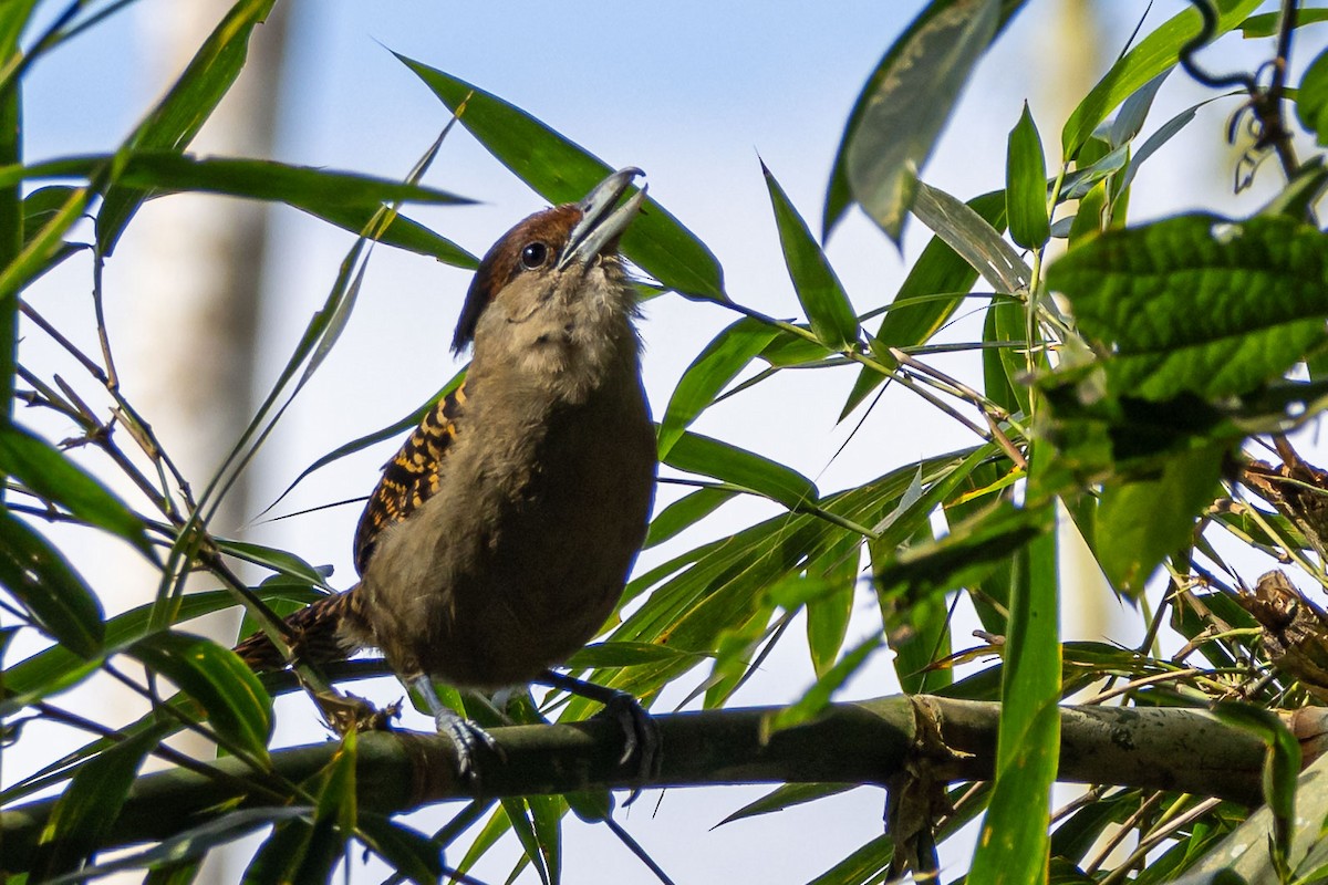 Giant Antshrike - ML642626147