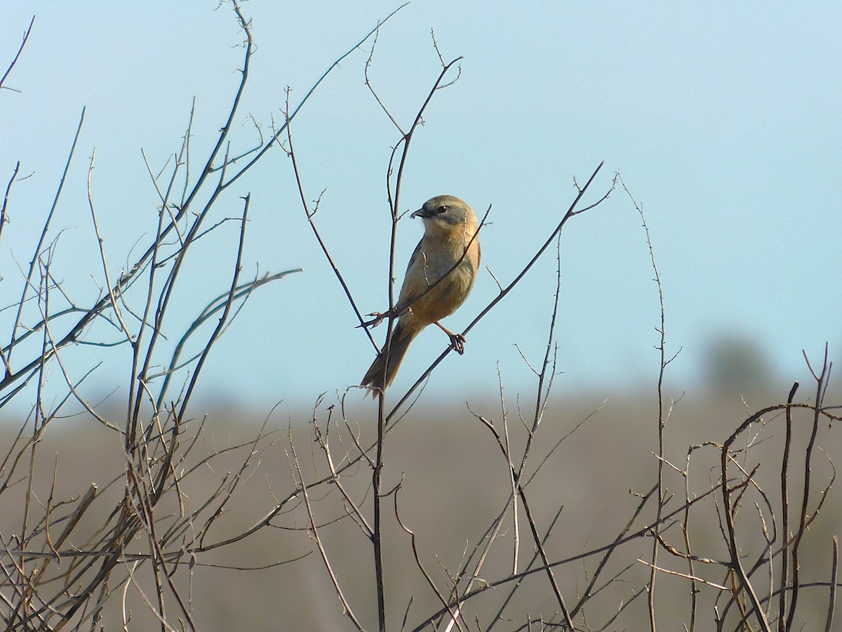 Long-tailed Reed Finch - ML642626166