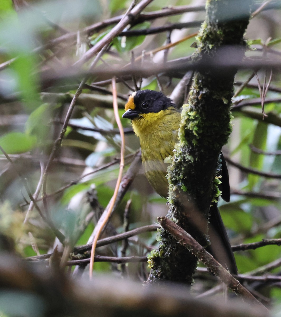 Pale-naped Brushfinch - ML642626190