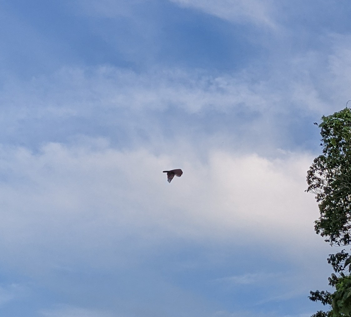 Black Hawk-Eagle - ML642626198