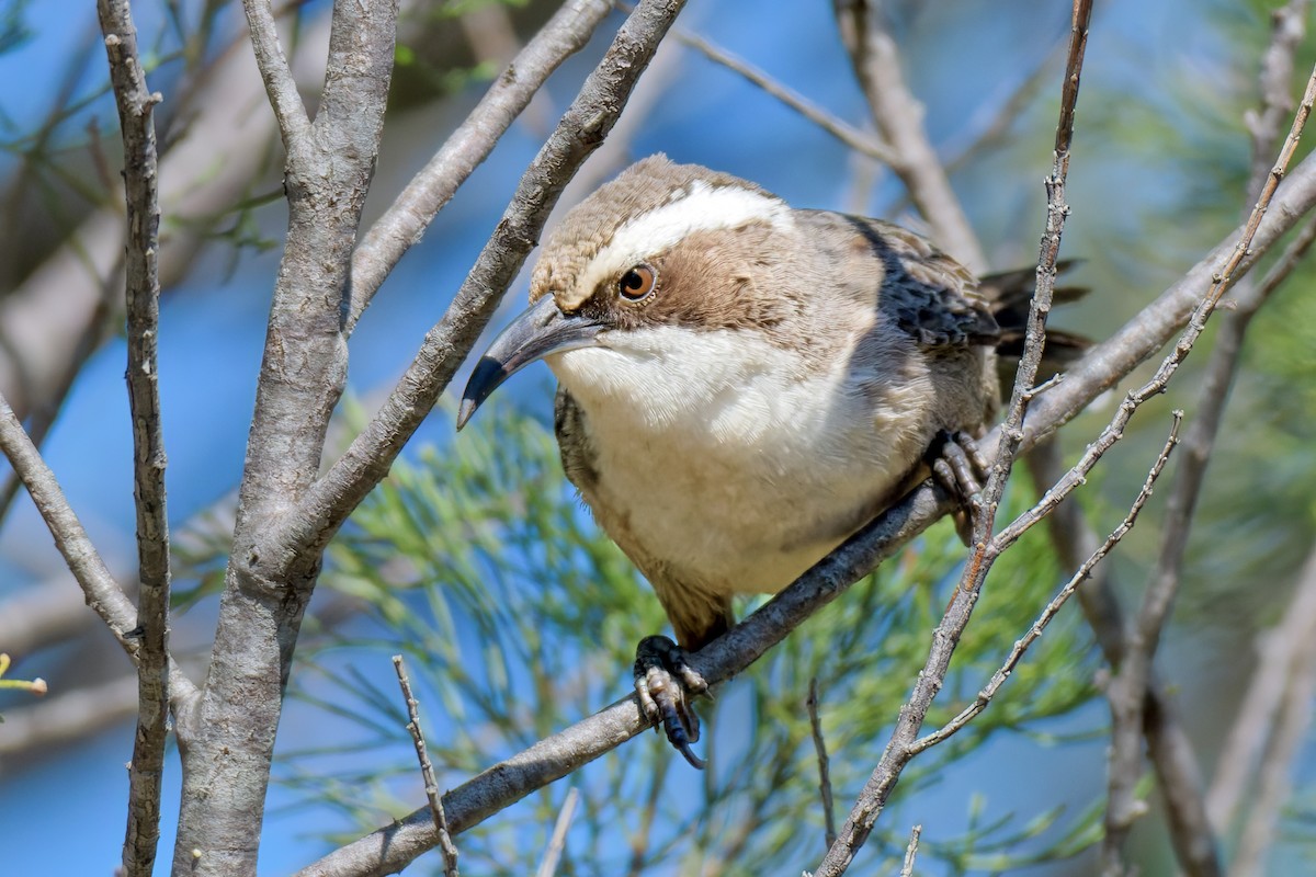 White-browed Babbler - ML642626218