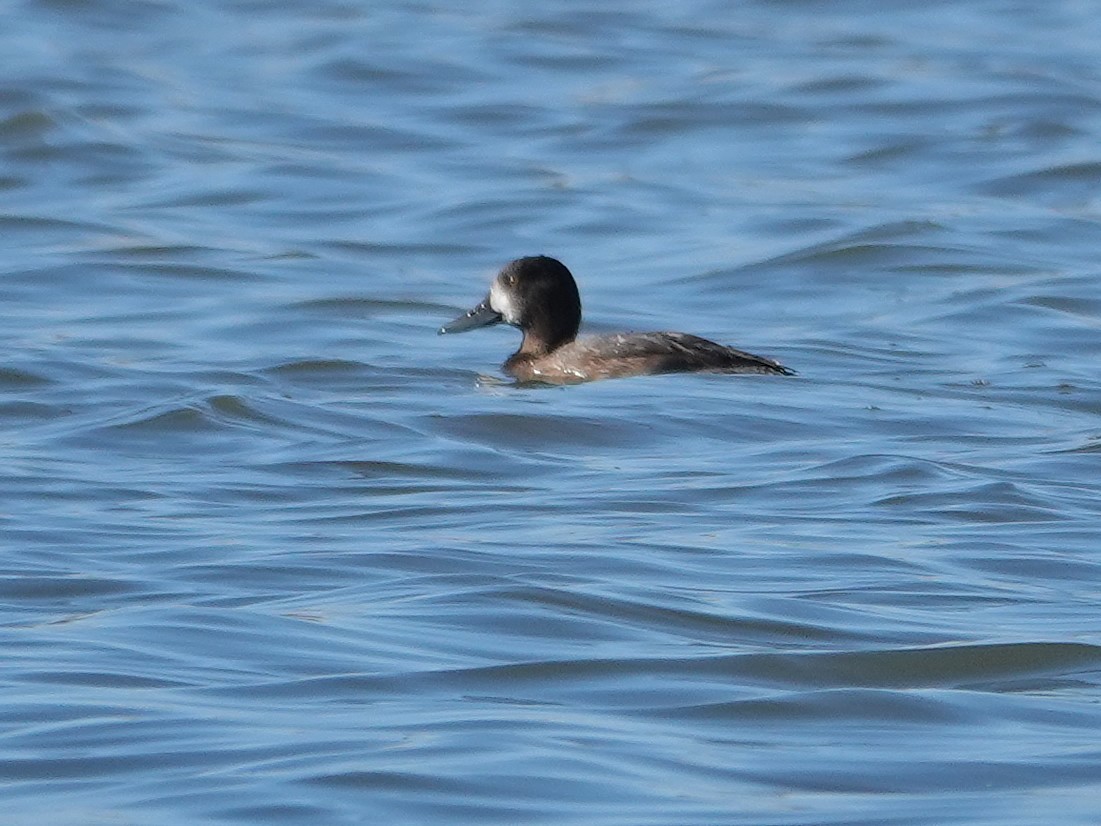 Greater/Lesser Scaup - ML642626239