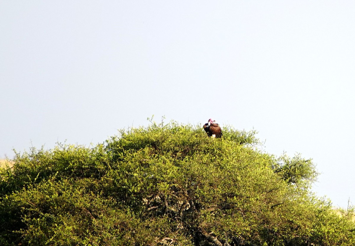 Lappet-faced Vulture - ML642626242