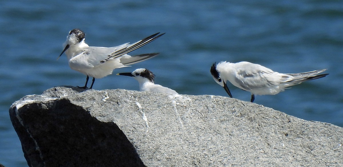 Sandwich Tern - ML642626272
