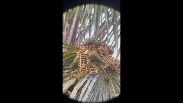 Red-bellied Macaw - ML642626274