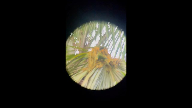 Red-bellied Macaw - ML642626277