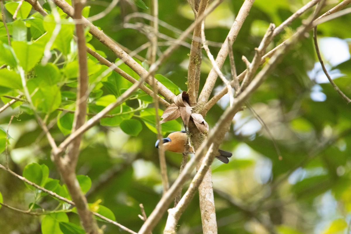Fawn-breasted Tanager - ML642626281