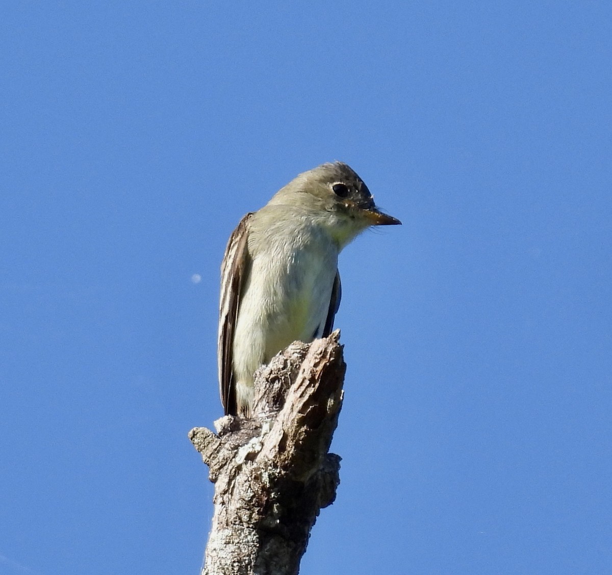 Eastern Wood-Pewee - ML642626307