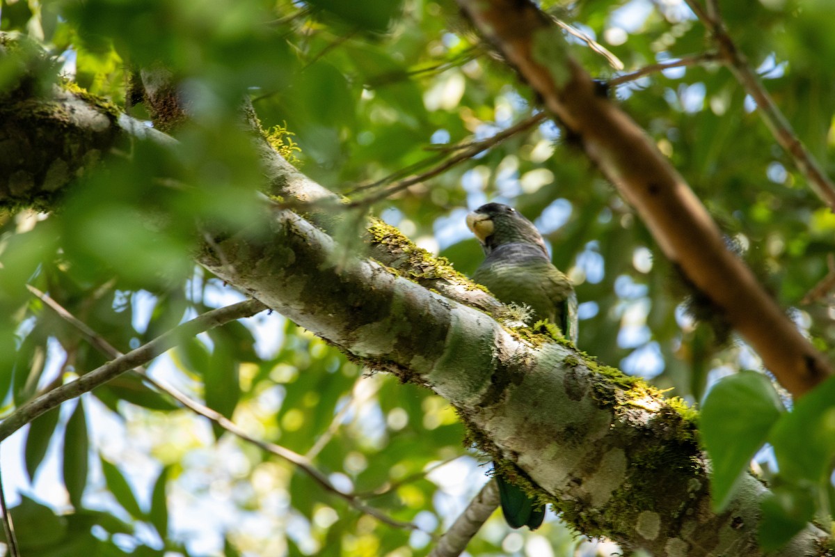 Scaly-headed Parrot - ML642626324