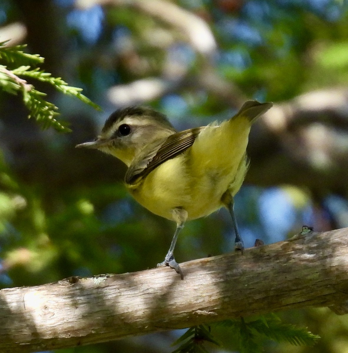 Philadelphia Vireo - ML642626328