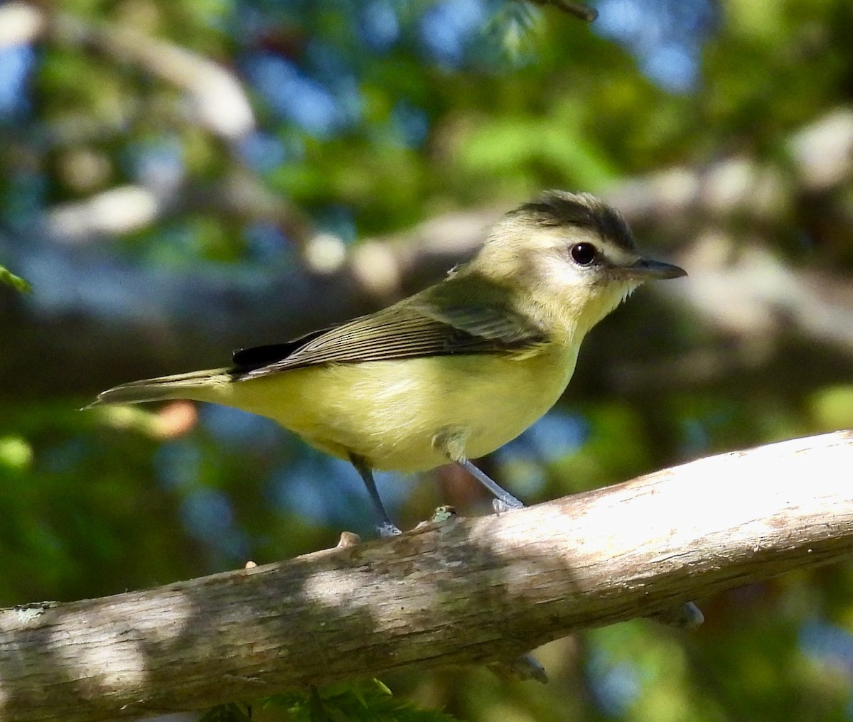 Philadelphia Vireo - ML642626329