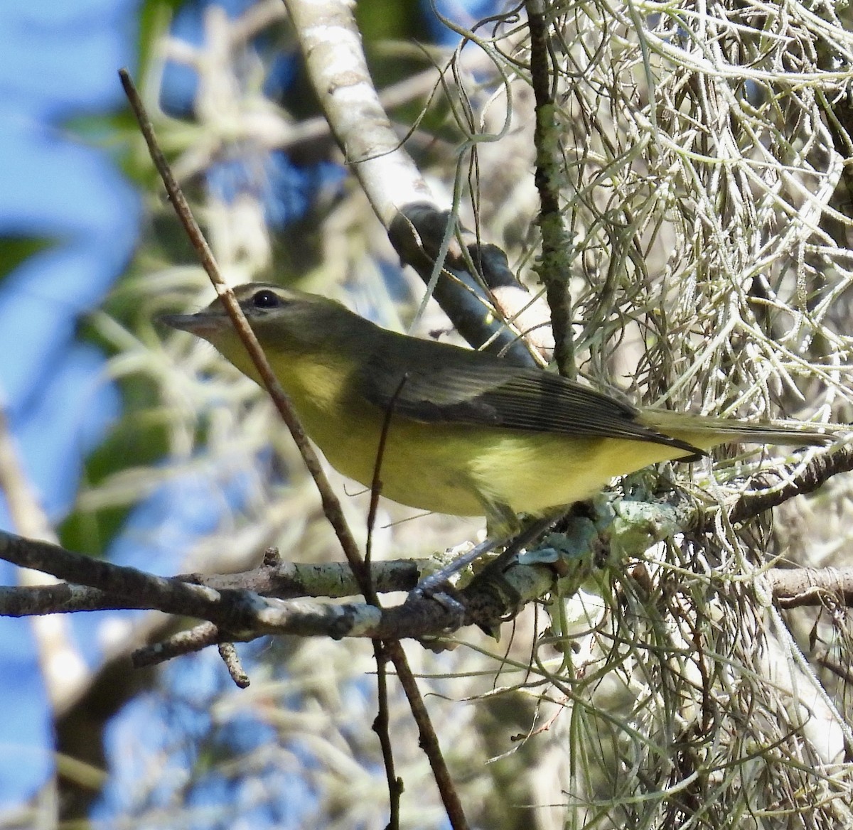 Philadelphia Vireo - ML642626340