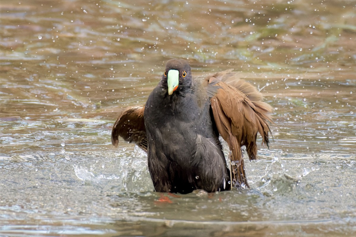 Black-tailed Nativehen - ML642626342