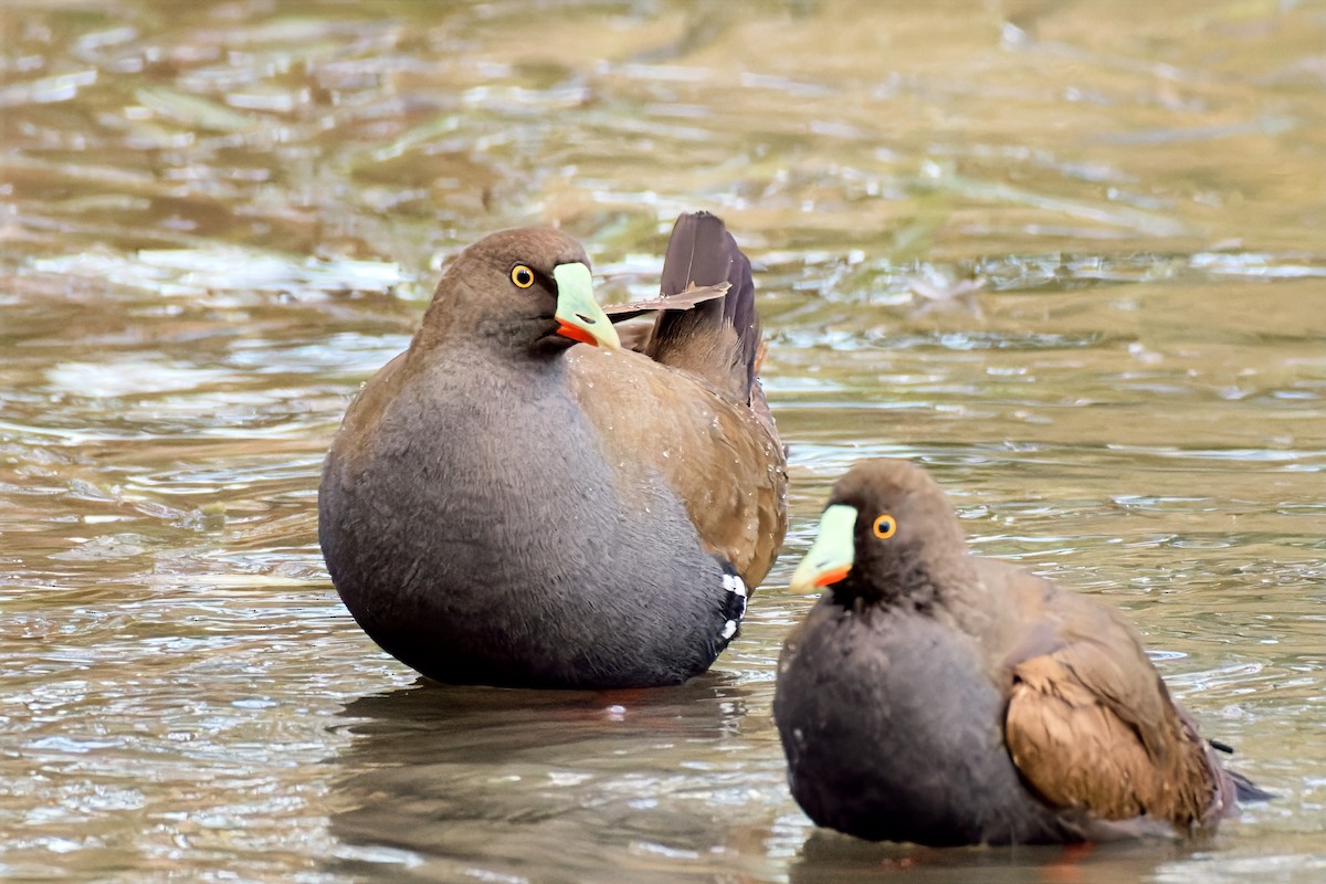 Black-tailed Nativehen - ML642626343