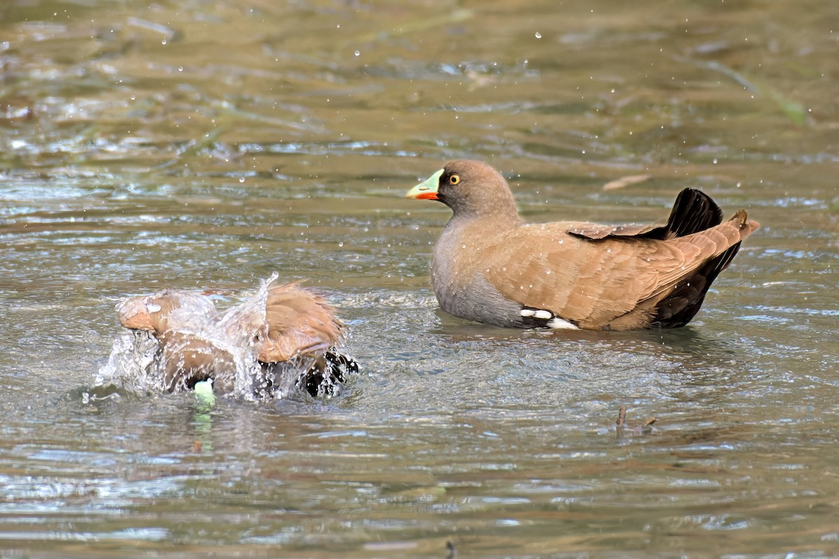 Black-tailed Nativehen - ML642626344