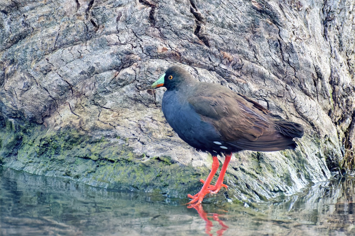 Black-tailed Nativehen - ML642626346