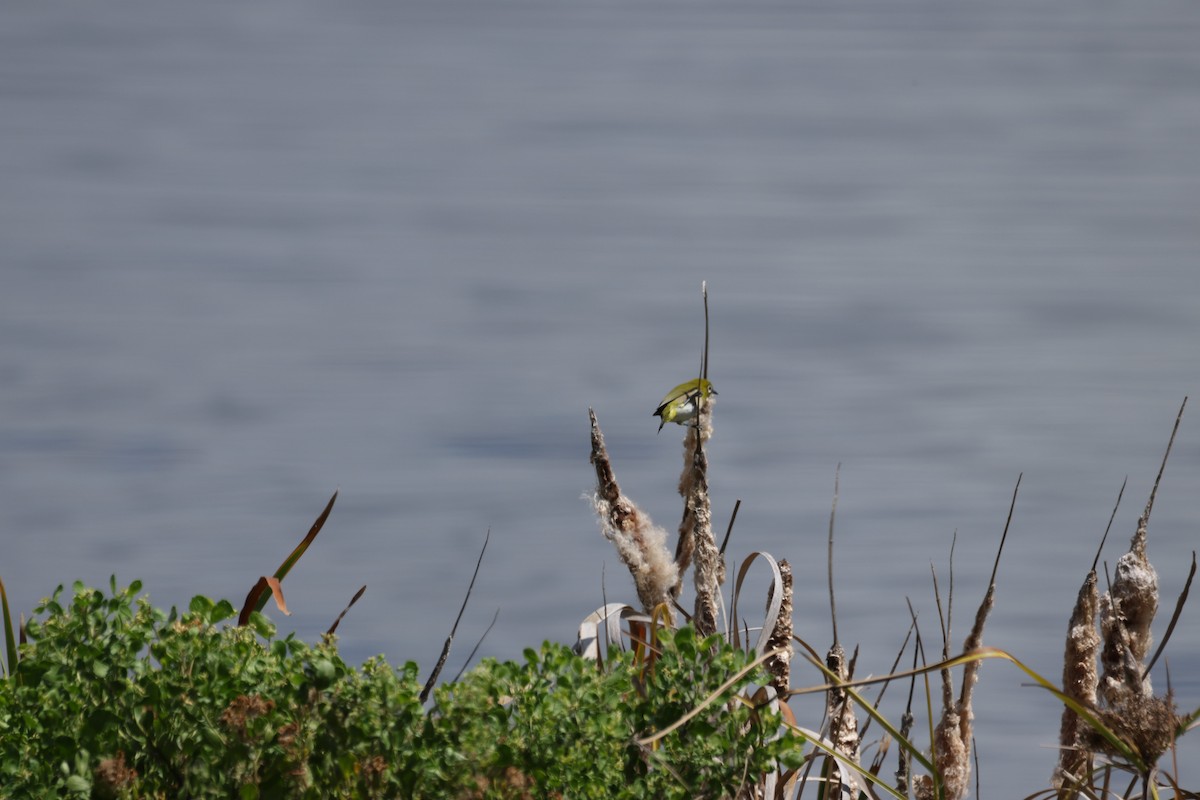 Warbling White-eye - ML642626350