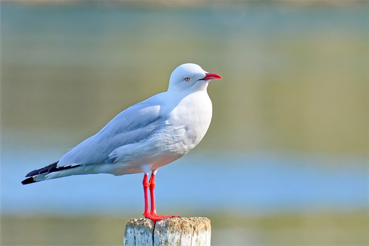 Silver Gull (Silver) - ML642626356
