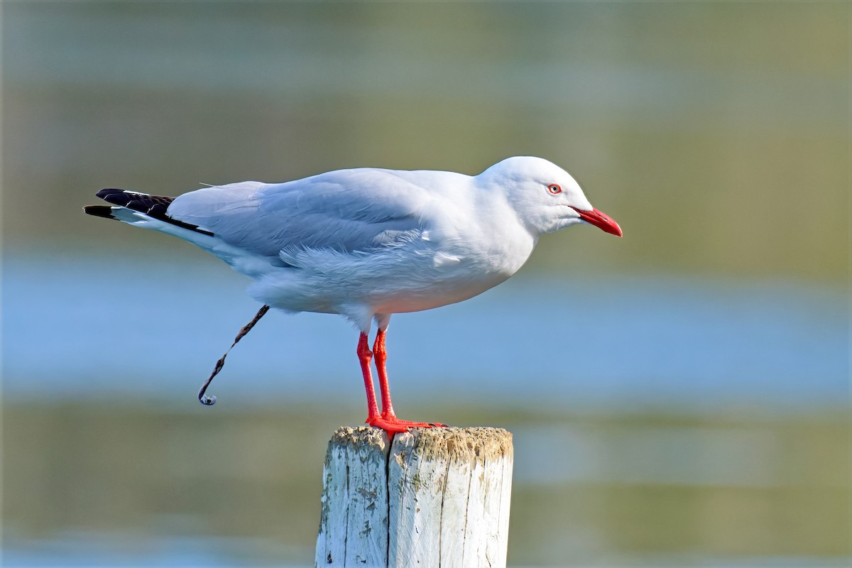 Silver Gull (Silver) - ML642626357