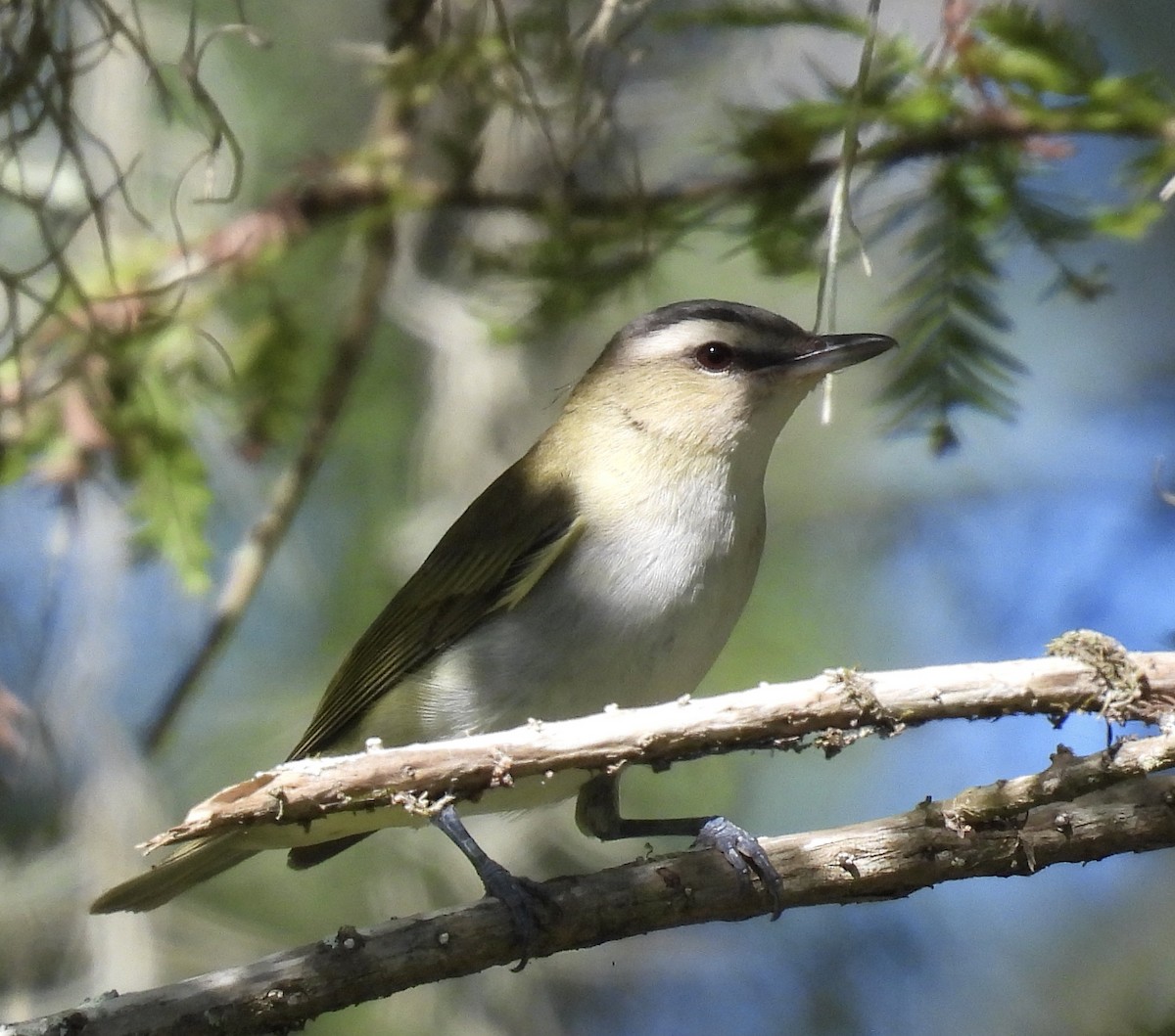 Red-eyed Vireo - ML642626359