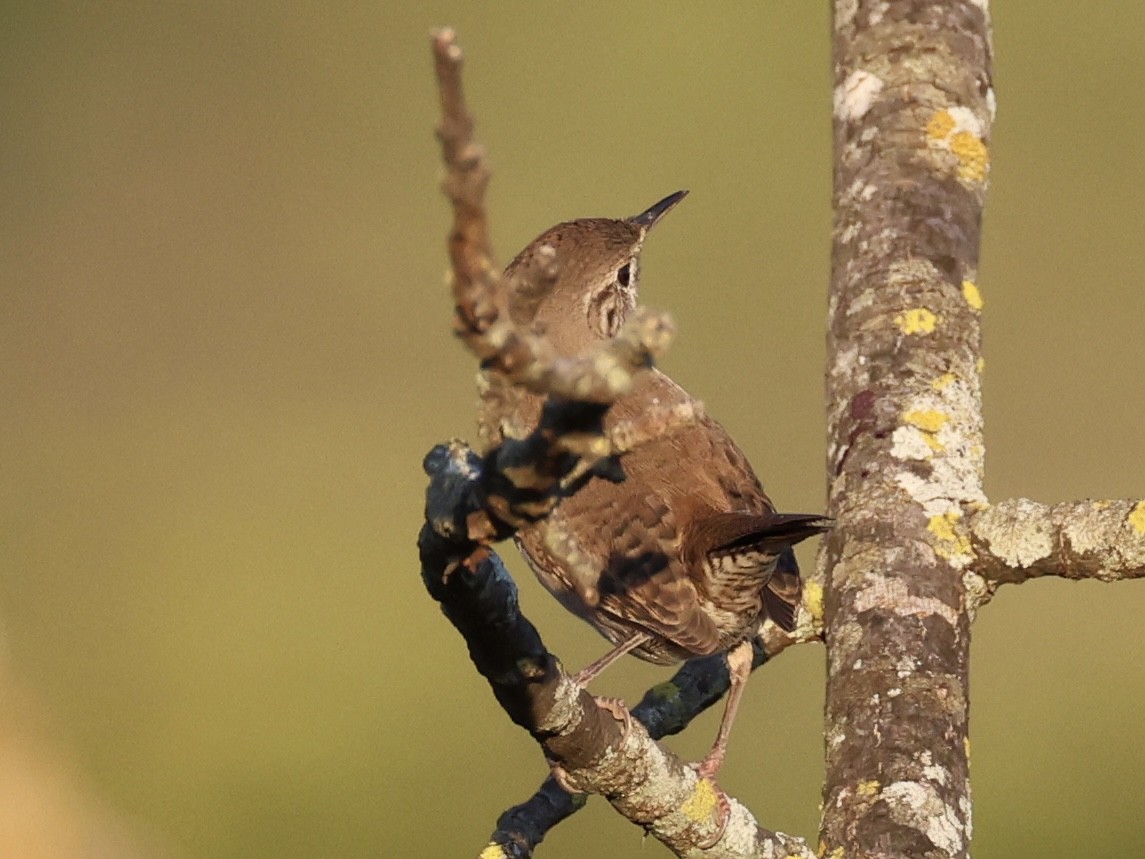 Northern House Wren - ML642626365