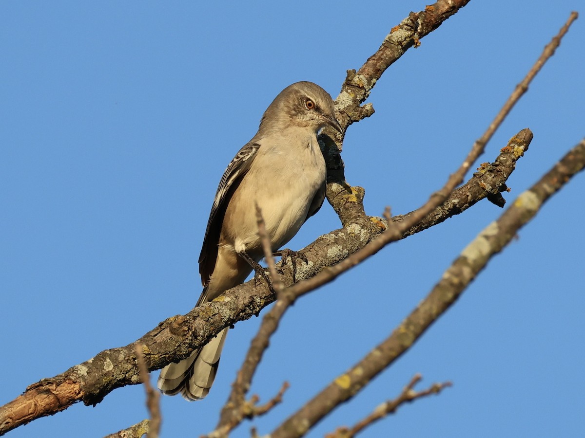 Northern Mockingbird - ML642626395
