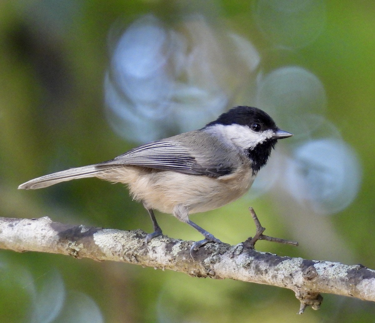 Carolina Chickadee - ML642626410