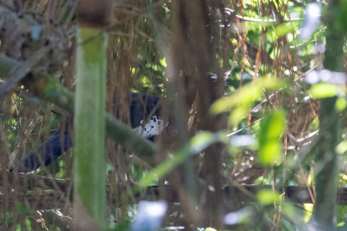 Black-fronted Piping-Guan - ML642626416